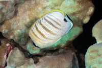 Chaetodon multicinctus (Multiband Butterflyfish)
