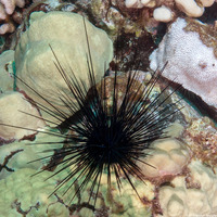 Diadema paucispinum (Long-Spined Urchin)