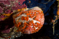 Tethya aurantium (Orange Puffball Sponge)
