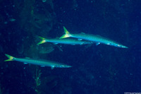 Sphyraena argentea (Pacific Barracuda)