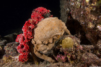 Dromia dormia (Sleepy Sponge Crab)