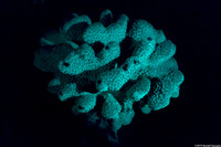 Pocillopora meandrina (Cauliflower Coral)