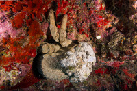 Tumidodromia dormia (Sleepy Sponge Crab)