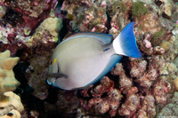 Acanthurus blochii (Ringtail Surgeonfish)