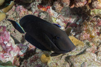 Acanthurus blochii (Ringtail Surgeonfish)