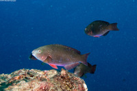 Scarus psittacus (Palenose Parrotfish)