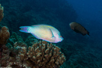 Scarus psittacus (Palenose Parrotfish)