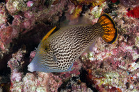 Pervagor spilosoma (Hawaiian Fantail Filefish)