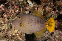 Cantherhines dumerilii (Barred Filefish)