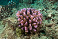 Pocillopora meandrina (Cauliflower Coral)