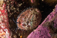 Haliotis rufescens (Red Abalone)