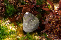 Tegula funebralis (Black Turban Snail)