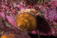 Calliostoma gloriosum (Glorious Top Snail)