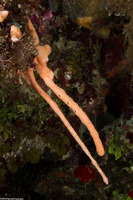 Family Didemnidae (Overgrowing Tunicate)