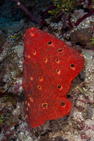 Cliothosa delitrix (Red Boring Sponge)