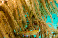 Xyrichtys splendens (Green Razorfish)