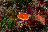 Didemnum conchyliatum (Whitespeck Tunicate)