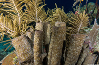 Callyspongia aculeata (Branching Vase Sponge)
