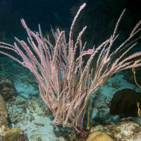 Pterogorgia guadalupensis (Grooved-Blade Sea Whip)