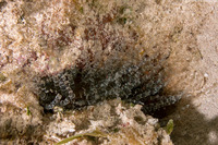 Bartholomea annulata (Corkscrew Anemone)