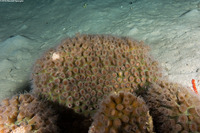 Orbicella annularis (Lobed Star Coral)