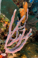 Niphates erecta (Lavender Rope Sponge)