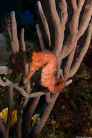Hippocampus reidi (Longsnout Seahorse)