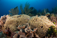 Madracis auretenra (Yellow Pencil Coral)