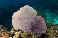 Gorgonia ventalina (Common Sea Fan)
