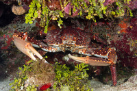 Maguimithrax spinosissimus (Channel Clinging Crab)