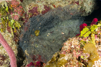 Antipathes atlantica (Gray Sea Fan Black Coral)