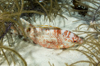 Lachnolaimus maximus (Hogfish)