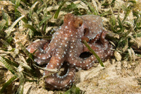 Callistoctopus macropus (White Spotted Octopus)