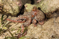 Callistoctopus macropus (White Spotted Octopus)