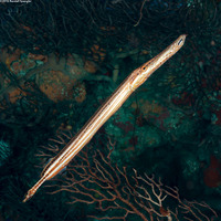 Aulostomus maculatus (Atlantic Trumpetfish)
