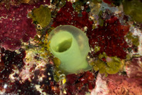 Ascidia sydneiensis (Yellow-Green Sea Squirt)