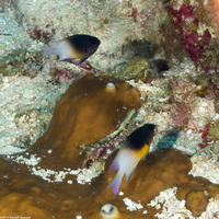 Stegastes partitus (Bicolor Damselfish)