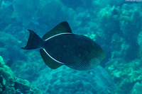 Melichthys niger (Black Triggerfish)