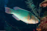 Scarus guacamaia (Rainbow Parrotfish)
