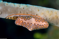 Cyphoma gibbosum (Flamingo Tongue)