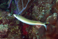 Malacanthus plumieri (Sand Tilefish)