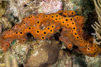 Ectyoplasia ferox (Brown Encrusting Octopus Sponge)