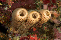 Agelas conifera (Brown Tube Sponge)