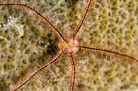 Ophiothrix suensoni (Sponge Brittle Star)