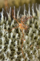 Ophiothrix suensoni (Sponge Brittle Star)