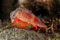 Conus daucus (Carrot Cone Snail)