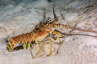 Panuliris argus (Caribbean Spiny Lobster)