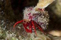 Paguristes cadenati (Red Reef Hermit Crab)