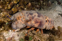 Scyllarides aequinoctialis (Spanish Slipper Lobster)