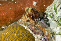 Octopus briareus (Caribbean Reef Octopus)